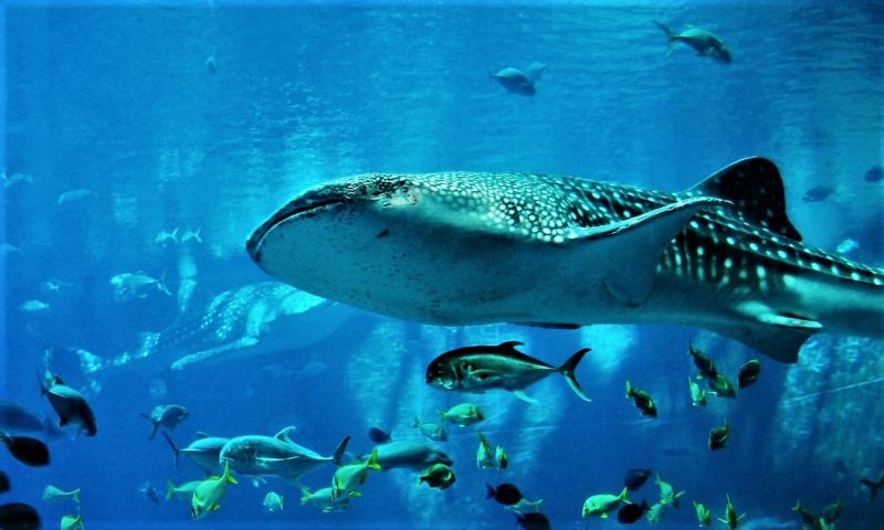 neque-est-iusto-qui-perspiciatis-amet-sapiente